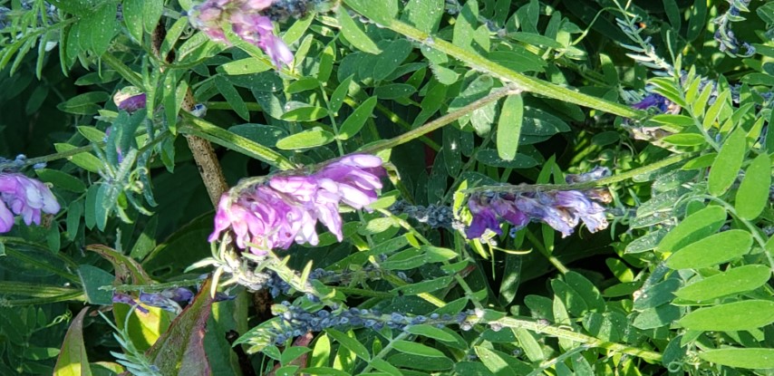 Vicia cracca plantplacesimage20190901_161628.jpg