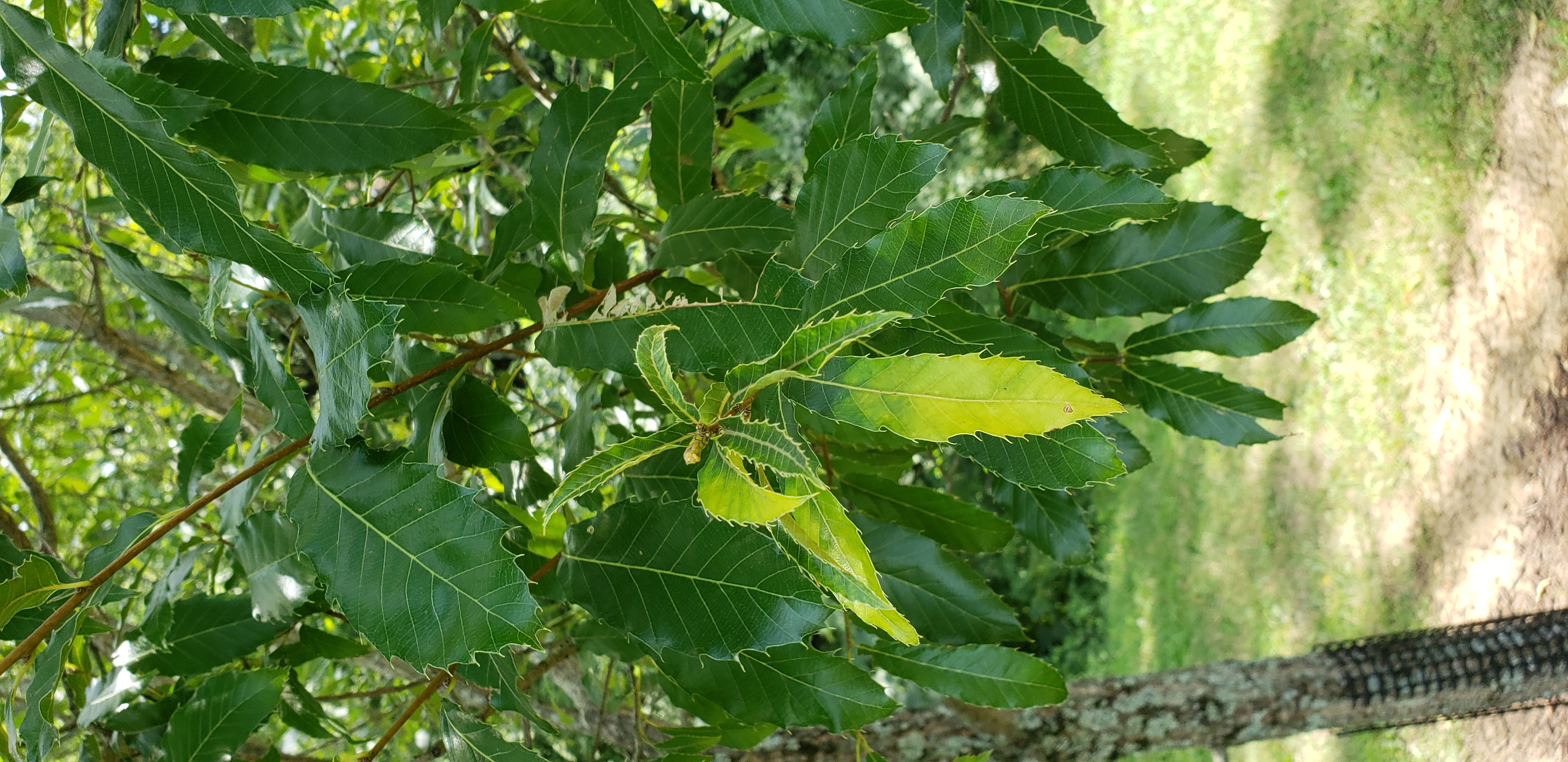 Quercus acutissima plantplacesimage20200809_122750.jpg