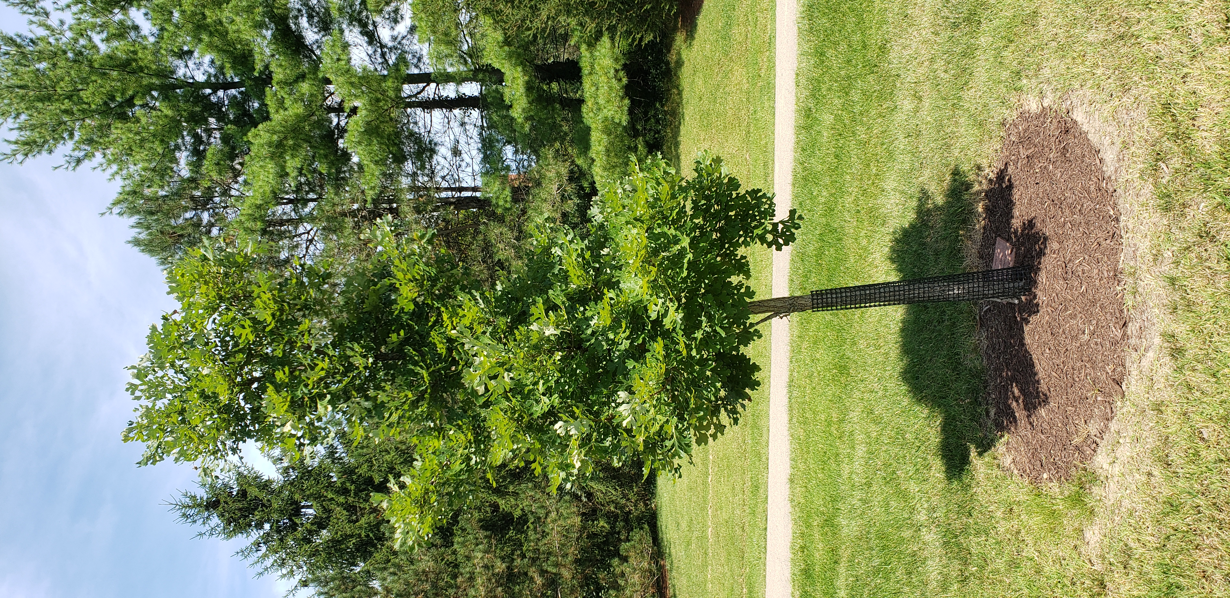 Quercus macrocarpa plantplacesimage20200809_130337.jpg
