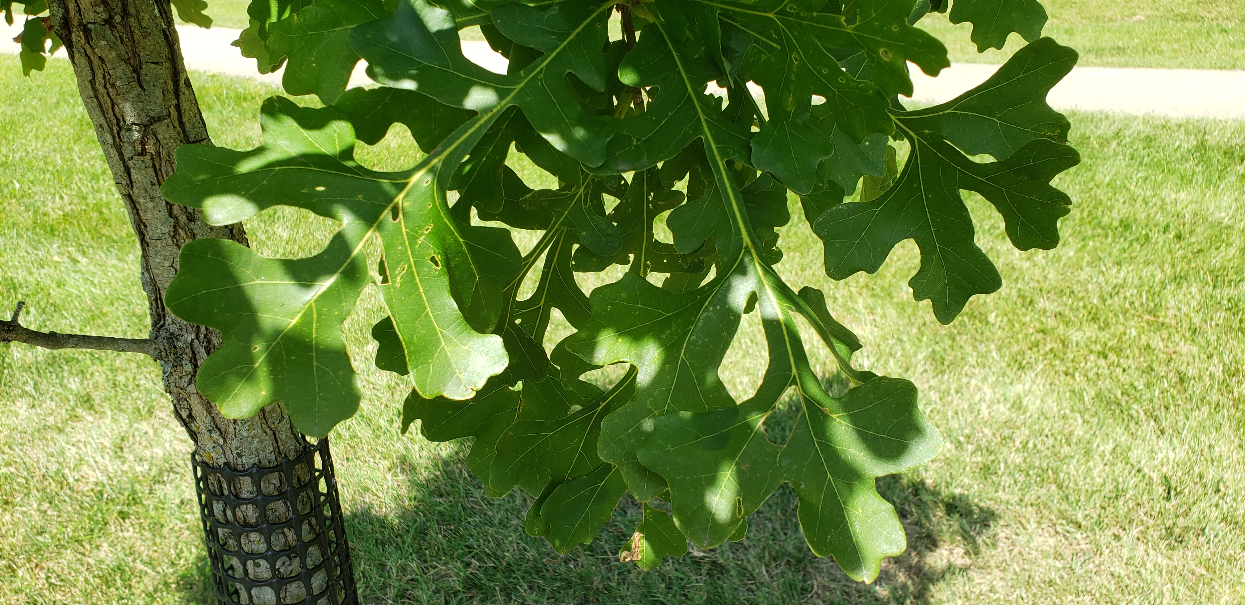 Quercus macrocarpa plantplacesimage20200809_130353.jpg