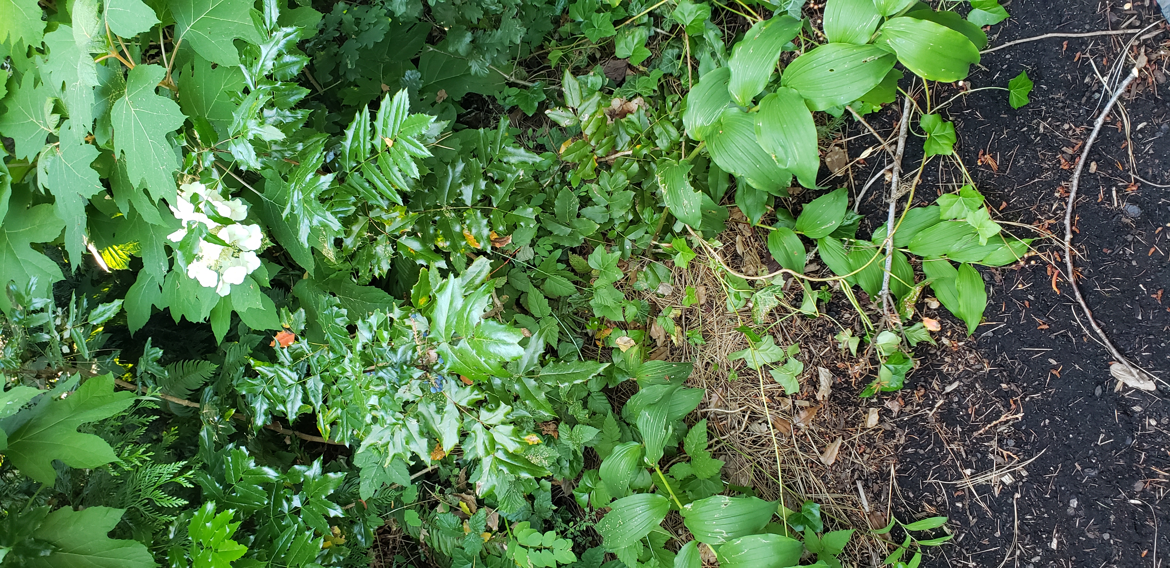 Mahonia aquifolium plantplacesimage20230713_184255.jpg