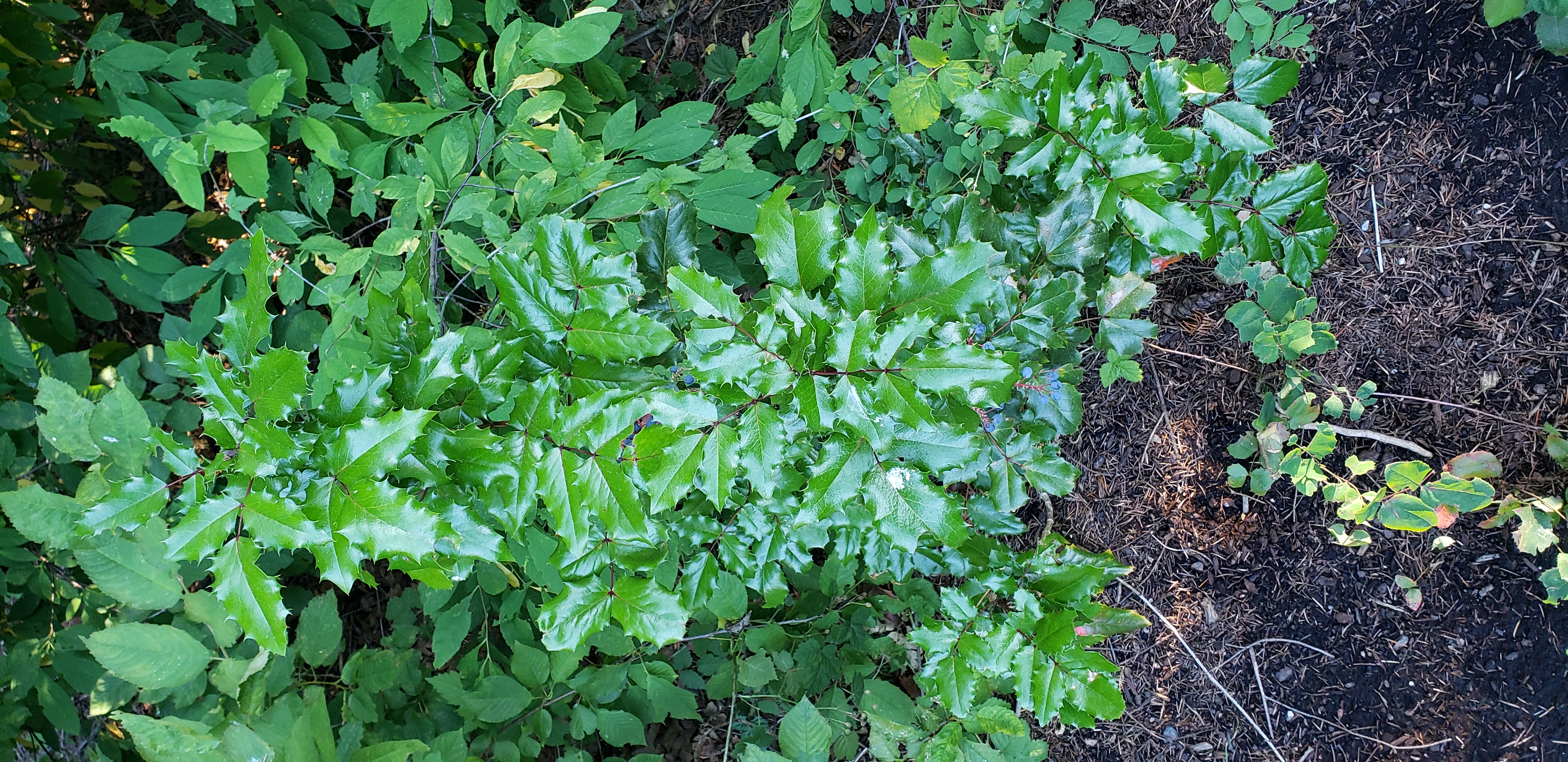Mahonia aquifolium plantplacesimage20230713_184545.jpg
