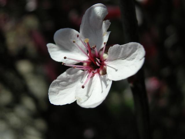 Picture of Prunus cerasifera  Sand Cherry
