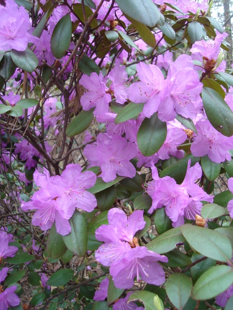 Picture of Rhododendron 'PJM'  PJM Hybrid Rhododendron