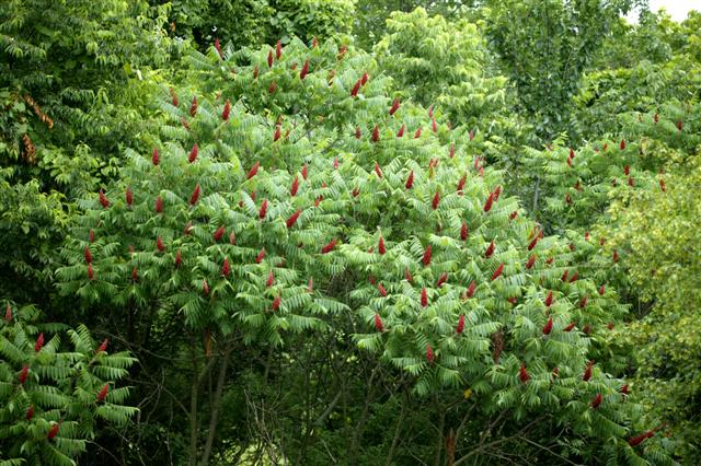 Picture of Rhus typhina  Staghorn Sumac