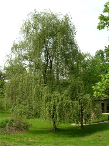 Salix babylonica salixbabylonicaalmspark.jpg