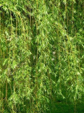 Picture of Salix babylonica  Babylon Weeping Willow