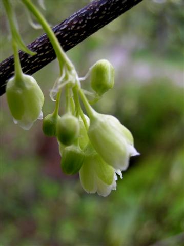 Picture of Staphylea trifolia  American Bladdernut