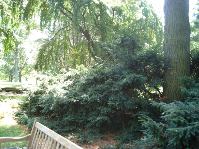 Picture of Taxus baccata 'Repandens' Repandens English Yew