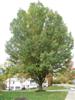 Photo of Genus=Quercus&Species=robur&Common=English Oak&Cultivar=