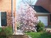 Photo of Genus=Magnolia&Species=x loebneri&Common=Leonard Messel Magnolia&Cultivar='Leonard Messel'