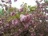 Photo of Genus=Prunus&Species=serrulata&Common=Kwanzan Double Flowering Cherry&Cultivar='Kwanzan'