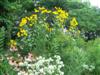 Photo of Genus=Rudbeckia&Species=nititda&Common=Autumn Sun Coneflower&Cultivar='Autumn Sun'