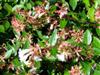 Photo of Genus=Abelia&Species=x grandiflora&Common=Glossy Abelia&Cultivar=