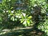 Photo of Genus=Quercus&Species=nigra&Common=Water Oak&Cultivar=