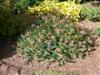 Photo of Genus=Abelia&Species=x grandiflora&Common=Little Richard Glossy Abelia&Cultivar='Little Richard'