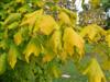 Photo of Genus=Acer&Species=nigrum&Common=Black Maple&Cultivar=