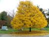 Photo of Genus=Acer&Species=platanoides&Common=Norway Maple&Cultivar=