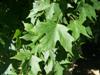 Photo of Genus=Acer&Species=saccharum&Common=Legacy Sugar Maple&Cultivar='Legacy'