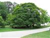 Photo of Genus=Acer&Species=velutinum&Common=Velvet Maple&Cultivar=