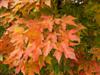 Photo of Genus=Acer&Species=saccharum&Common=Sugar Maple&Cultivar=