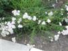 Photo of Genus=Achillea&Species=millefolium&Common=Common Yarrow&Cultivar=