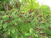 Photo of Genus=Amorpha&Species=fruticosa&Common=Indigobush Amorpha&Cultivar=
