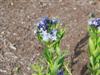 Photo of Genus=Amsonia&Species=x&Common=Blue Ice Amsonia&Cultivar='Blue Ice'