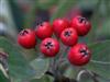 Photo of Genus=Aronia&Species=arbutifolia&Common=Red Chokeberry&Cultivar=