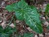 Photo of Genus=Arum&Species=italicum&Common=Italian Arum&Cultivar='Pictum'