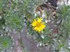 Photo of Genus=Asteriscus&Species=sericeus&Common=Canary Islands Daisy&Cultivar=