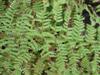 Photo of Genus=Athyrium&Species=filix-femina&Common=Lady Fern&Cultivar=