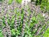 Photo of Genus=Baptisia&Species=&Common=Twilite Prairieblues Baptisia&Cultivar=Twilite Prairieblues™
