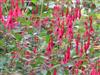 Photo of Genus=fuchsia&Species=magellanica&Common=&Cultivar=discolor
