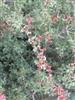 Photo of Genus=Quercus&Species=coccifera&Common=Kermes Oak&Cultivar=