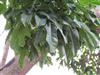 Photo of Genus=Brachychiton&Species=acerifolius&Common=Illawarra Flame Tree&Cultivar=