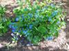 Photo of Genus=Brunnera&Species=macrophylla&Common=Siberian Bugloss&Cultivar=