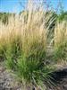 Photo of Genus=Calamagrostis&Species=x acutiflora&Common=Karl Foerster Feather Reed Grass&Cultivar='Karl Foerster'