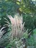 Photo of Genus=Calamagrostis&Species=acutiflora&Common=Feather Reed Grass&Cultivar=
