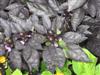 Photo of Genus=Capsicum&Species=annum&Common=Black Pearl Ornamental Pepper&Cultivar='Black Pearl'