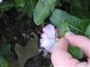 Photo of Genus=Catharanthus&Species=roseus&Common=Vinca, Periwinkle&Cultivar=