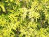 Photo of Genus=Chamaecyparis&Species=pisifera&Common=Vintage Gold False Cypress&Cultivar='Vintage Gold'