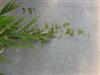Photo of Genus=Chasmanthium&Species=latifolium&Common=Northern Sea Oats&Cultivar=
