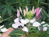 Photo of Genus=Cleome&Species=hassleriana&Common=Spider Flower&Cultivar=