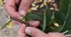 Photo of Genus=Cladrastis&Species=kentukea&Common=Yellowwood&Cultivar=