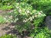 Photo of Genus=Paeonia&Species=suffruticosa&Common=Tree Peony&Cultivar=