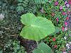 Photo of Genus=Colocasia&Species=esculenta&Common=Elephants Ears, Taro&Cultivar=