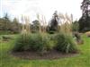 Photo of Genus=Cortaderia&Species=selloana&Common=Pampas Grass&Cultivar=