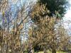 Photo of Genus=Corylus&Species=americana&Common=American Filbert&Cultivar=