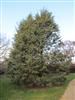 Photo of Genus=Cupressus&Species=bakeri&Common=Baker Cypress&Cultivar=matthewsii